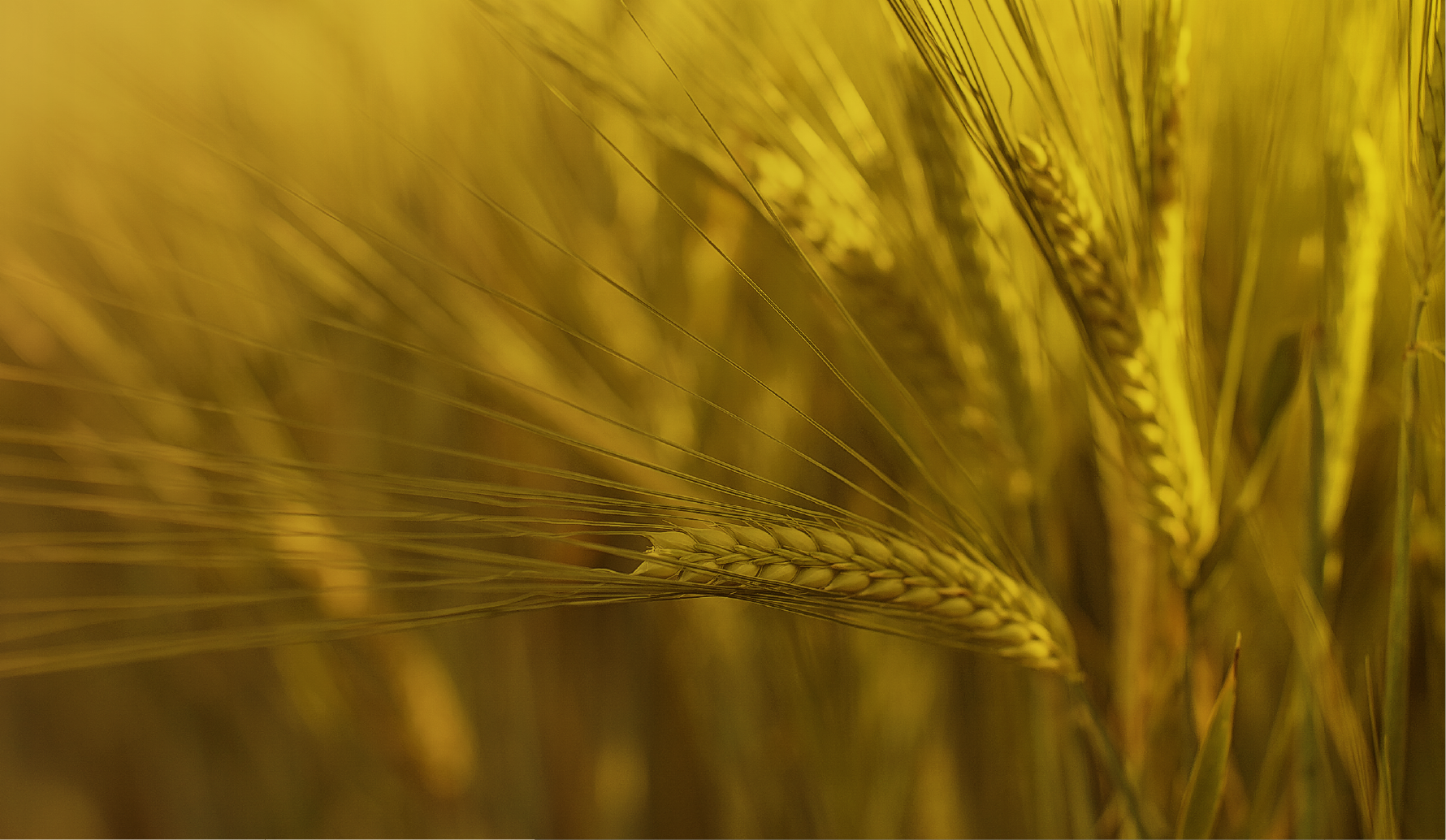 Anheuser-Busch InBev 2022 Environmental, Social and Governance (ESG) Report