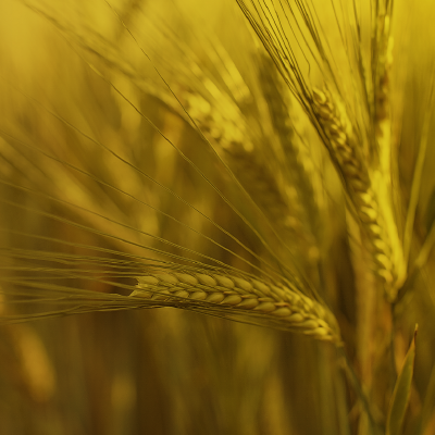 AB InBev 2022 Environmental, Social and Governance (ESG) Report