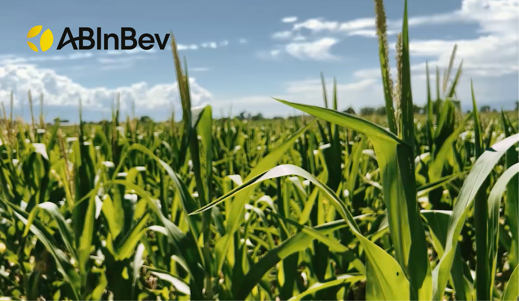 Mexico’s Grupo Modelo investing 300 million USD in corn processing facility to support local brewing and farmers