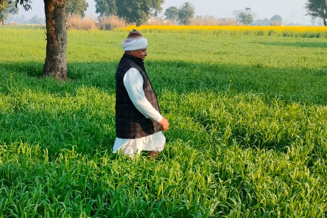 Man kneeling in a Barley Field.