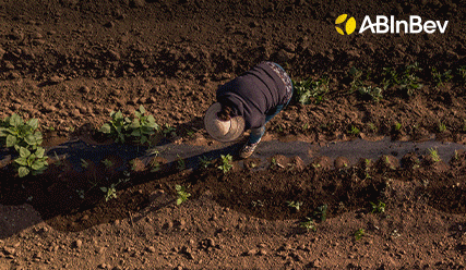 AB InBev promoting regenerative practices to help farmers restore soil health